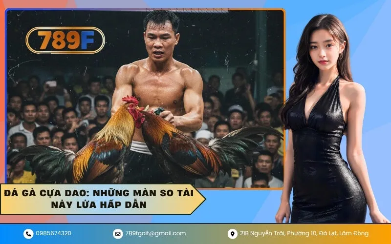 Đá gà cựa dao