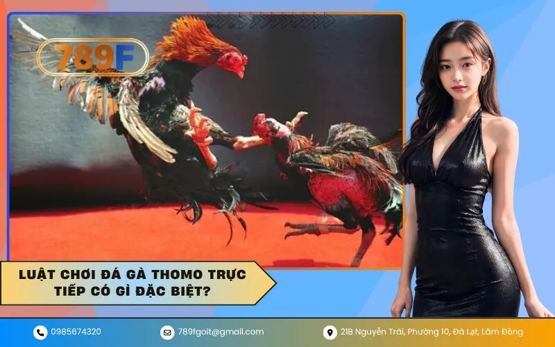 Luật chơi đá gà Thomo trực tiếp có gì đặc biệt